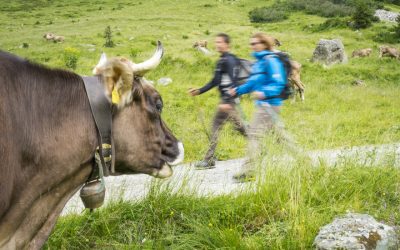 Hiába a figyelmeztetés: Egy nő súlyosan megsérült tehéntámadásban az osztrák Alpokban